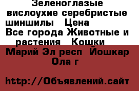 Зеленоглазые вислоухие серебристые шиншилы › Цена ­ 20 000 - Все города Животные и растения » Кошки   . Марий Эл респ.,Йошкар-Ола г.